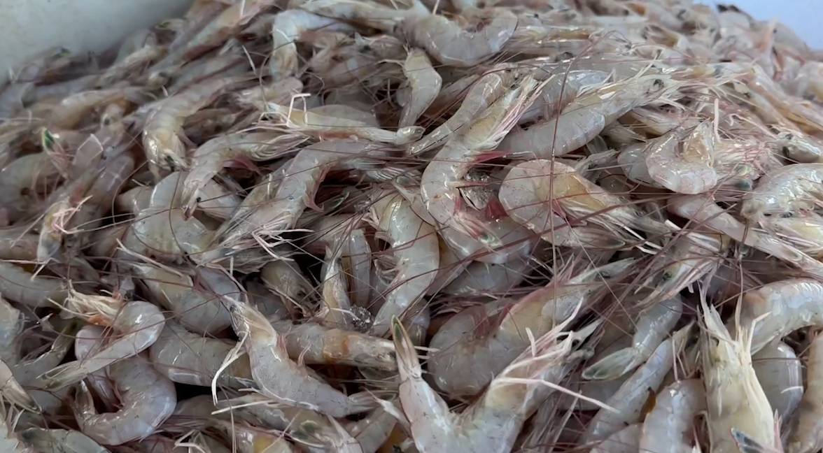 FDA issues warning, investigating after radioactive shrimp bound for Walmart detected at major US ports