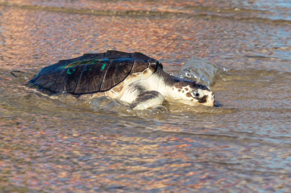 Texas' Official State Sea Turtle Was Just Rescued From Shore