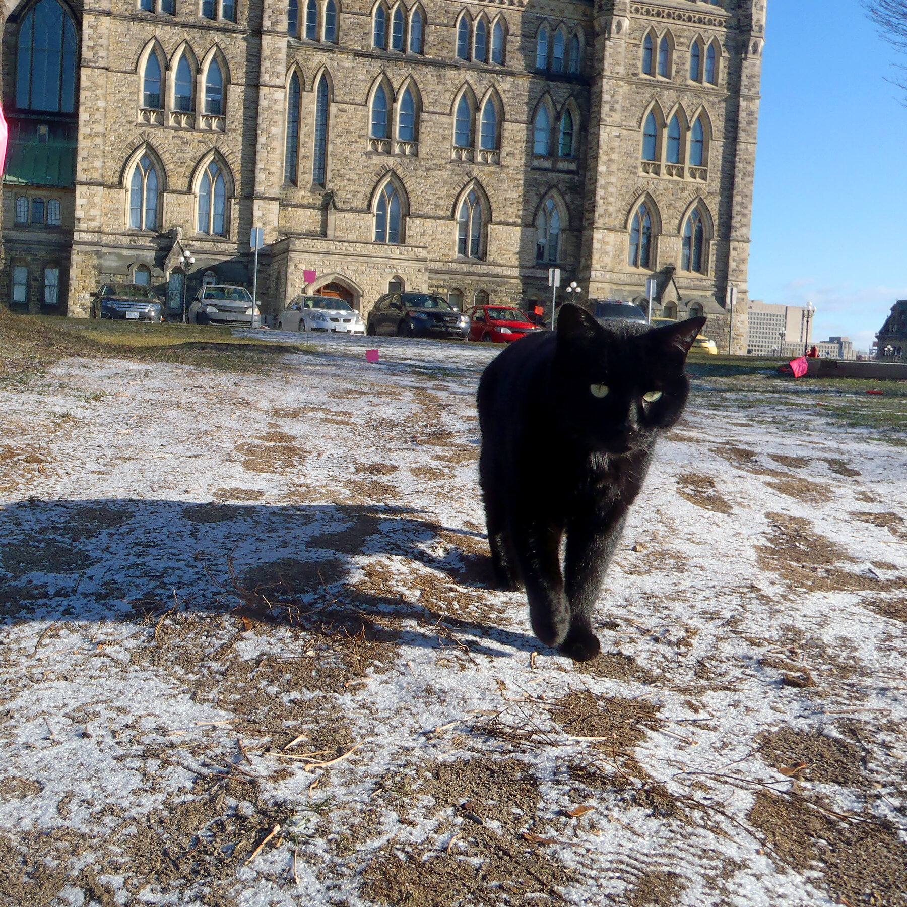 Coal, the Last Survivor of Canada’s Parliament Hill Cat Colony, Dies