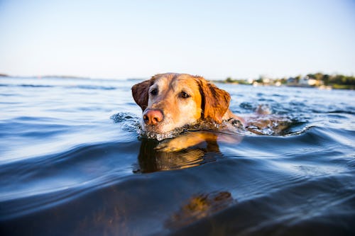 Is It Safe To Let My Dog Swim Outdoors This Summer?