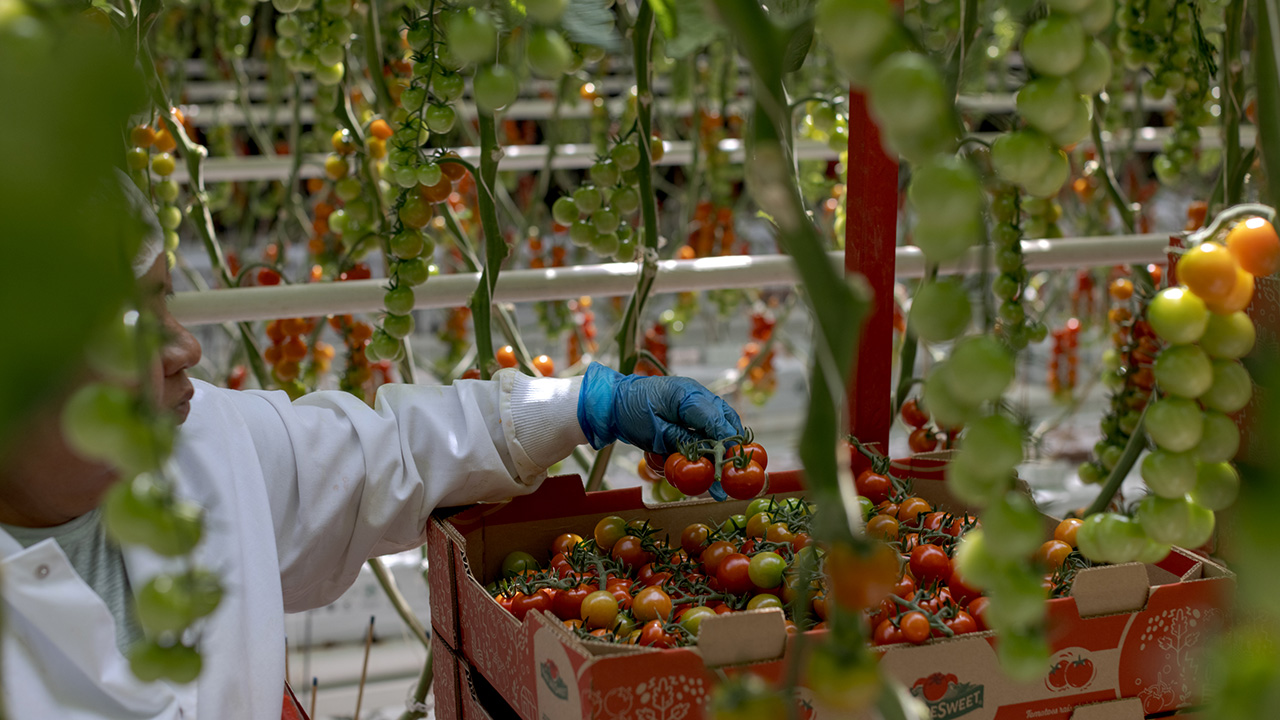 Your grocery bill could rise as fresh tomato prices set to jump