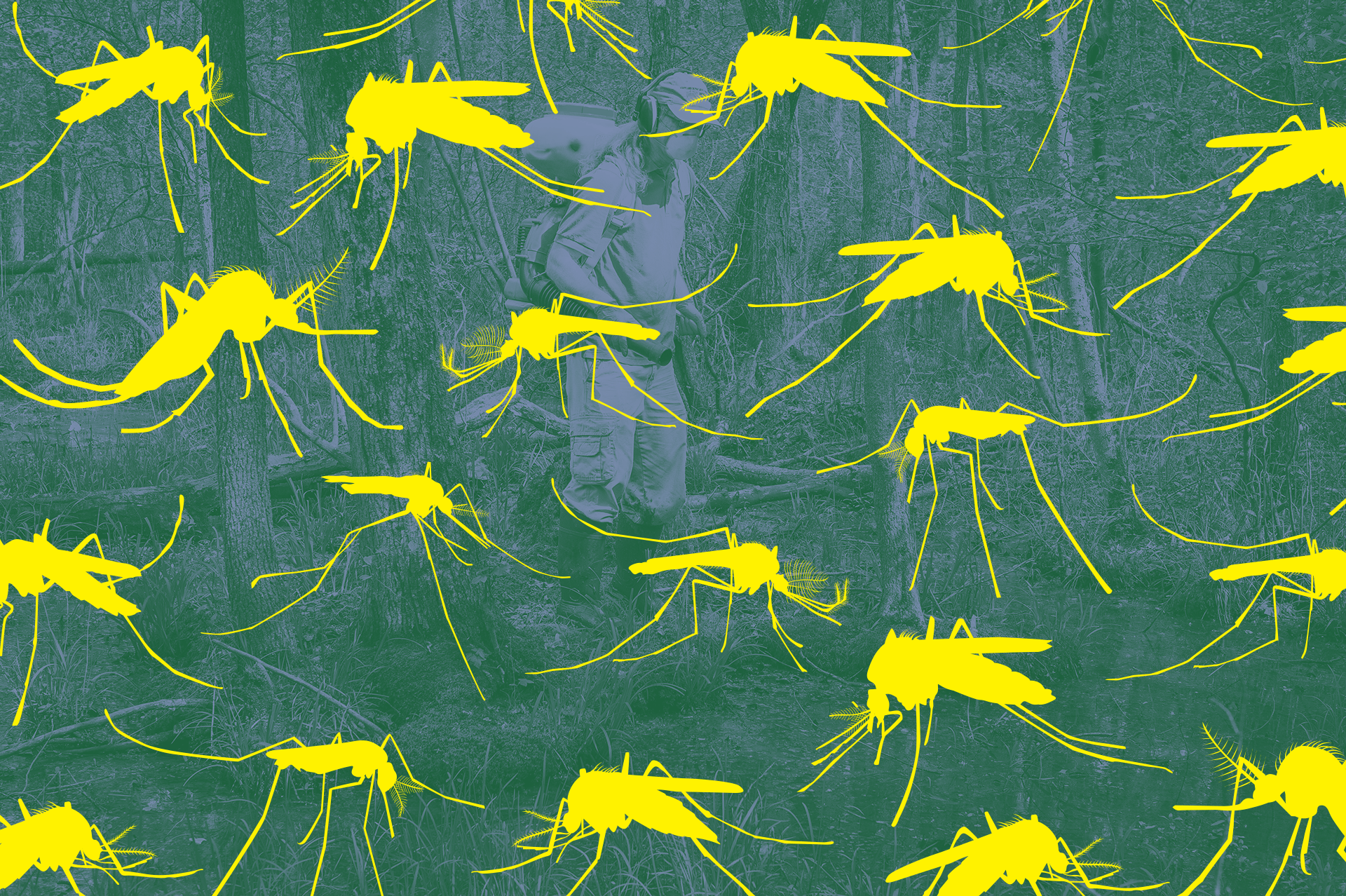 The great mosquito resurgence