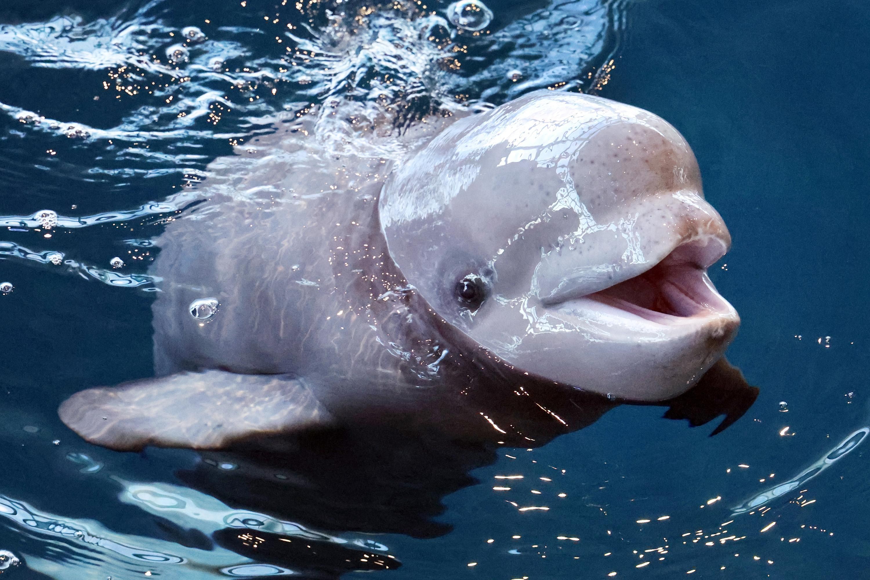 Three beluga whales just died at one of America’s top-rated aquariums