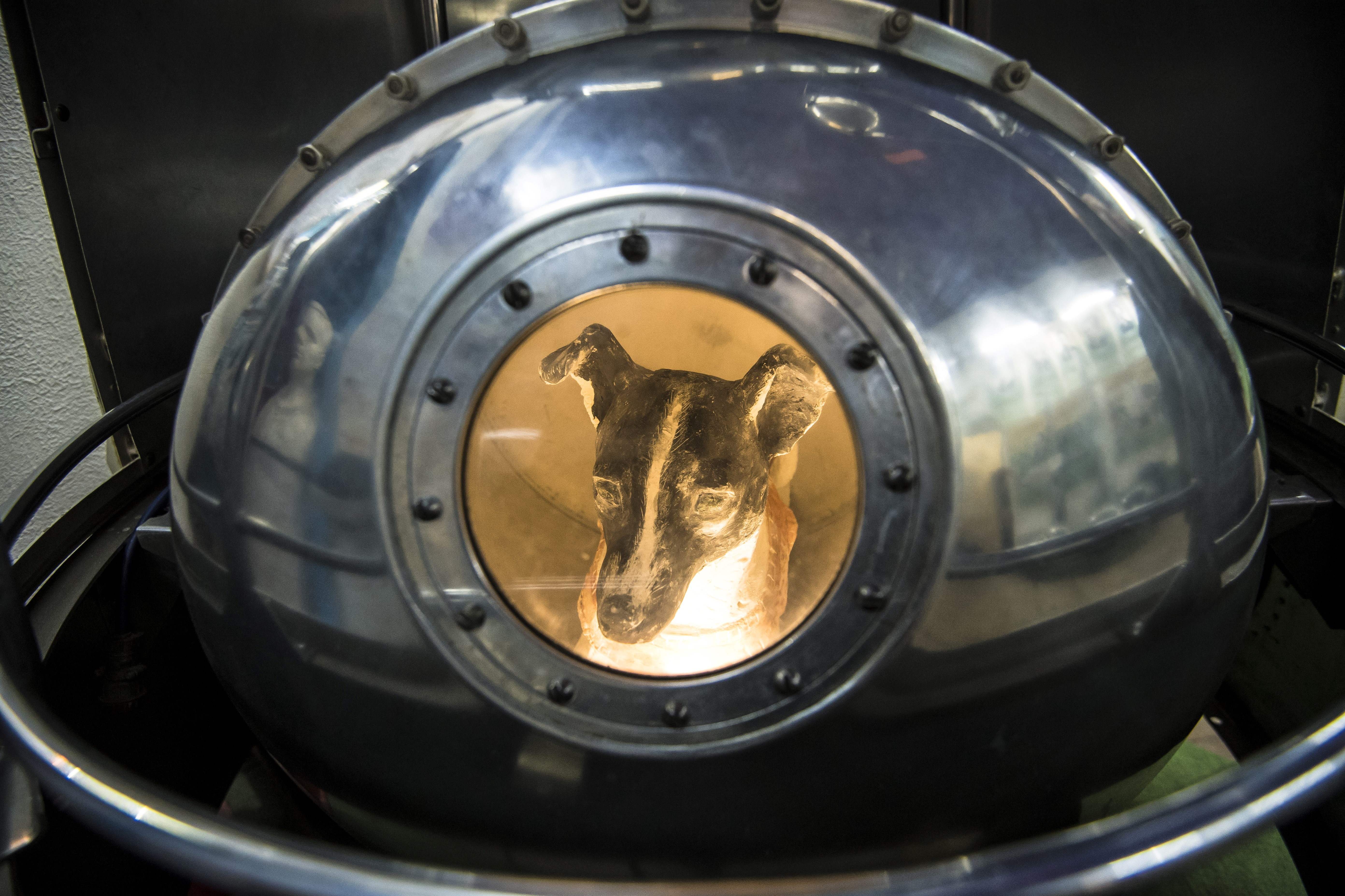 The tragedy of Laika, the first animal to orbit the earth