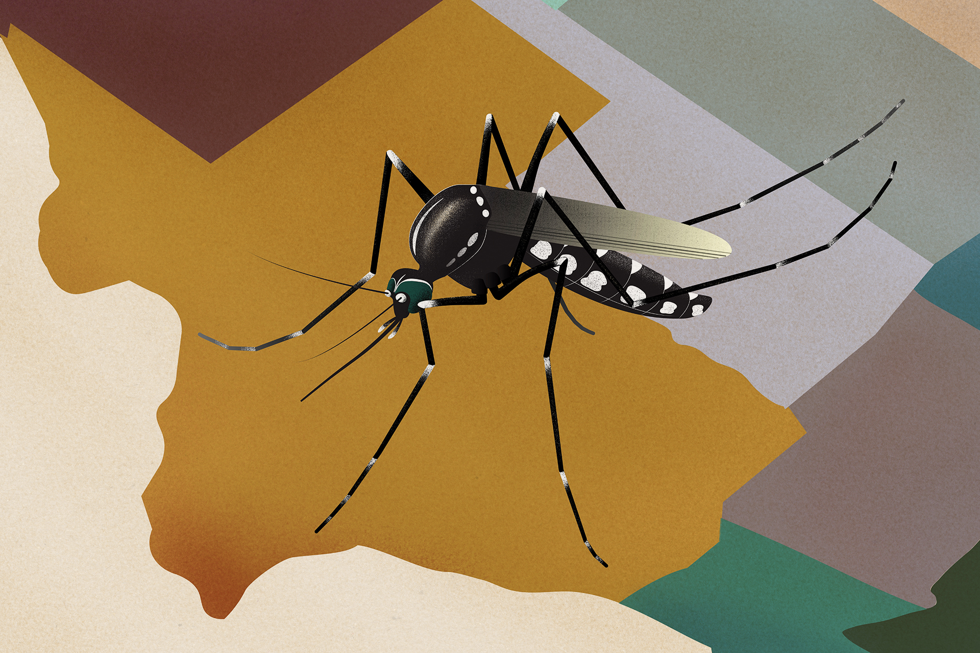 Mosquitos at the US southern border reveal a frightening reality about climate change