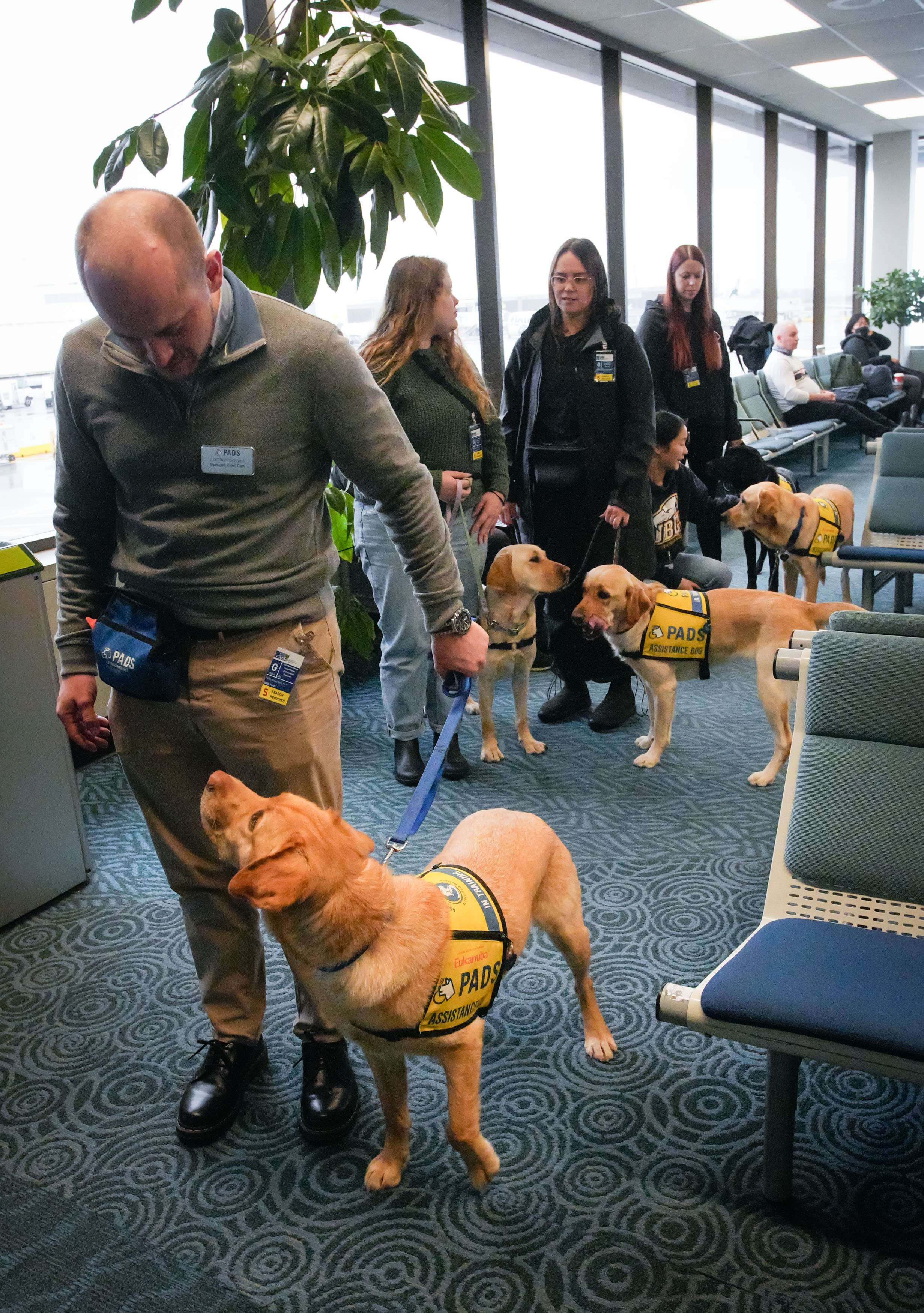 Airports and airlines have a fake service dog problem