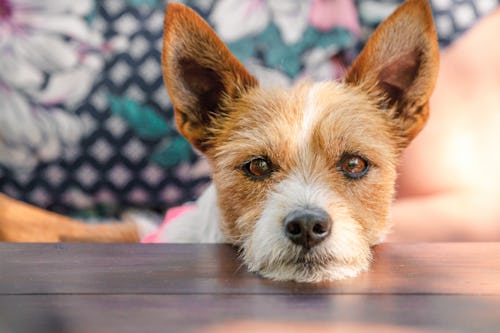 Why Your Dog Sighs — &amp; What It’s Really Trying To Tell You