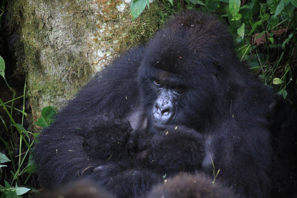 Virunga National Park Witnesses ‘Extraordinary’ Double Gorilla Twin Birth