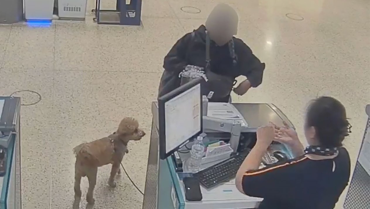 Woman Allegedly Abandoned Dog at JetBlue Counter at Nevada Airport