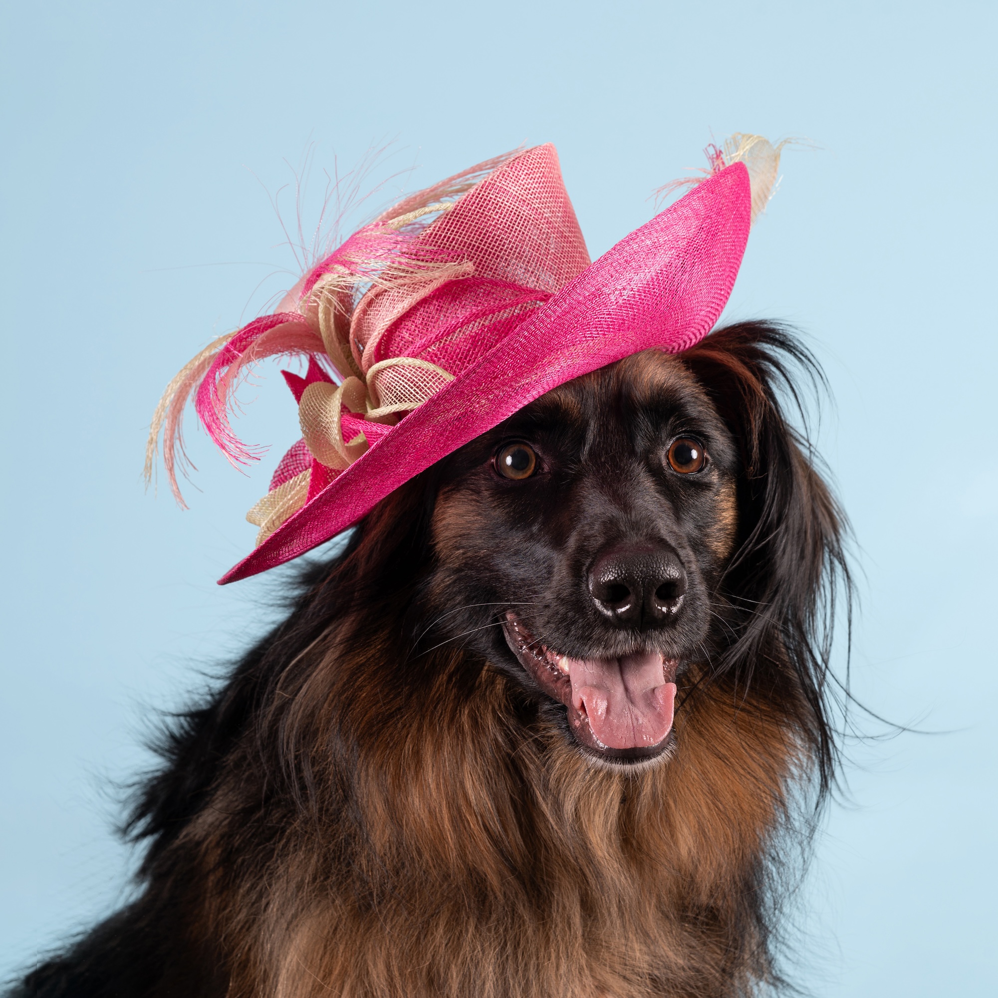 Kate Middleton Milliner Releases Calendar of Dogs in Hats to Help Shelter Pets