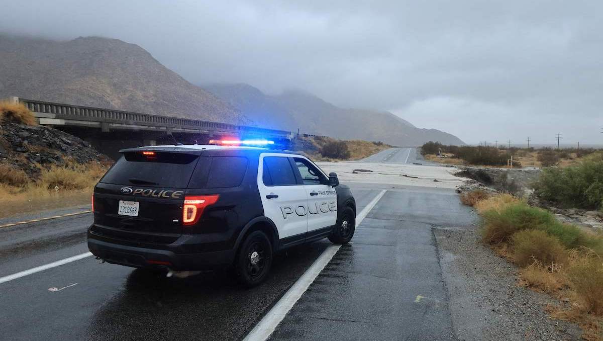 4 Dead Cats Found in Freezer, 17 Animals Recovered From 'Unsanitary' Home