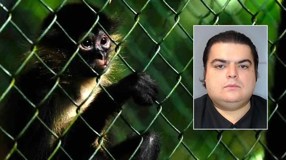 'Deeply disturbing' animal cruelty operation involving baby monkeys busted by ICE investigation