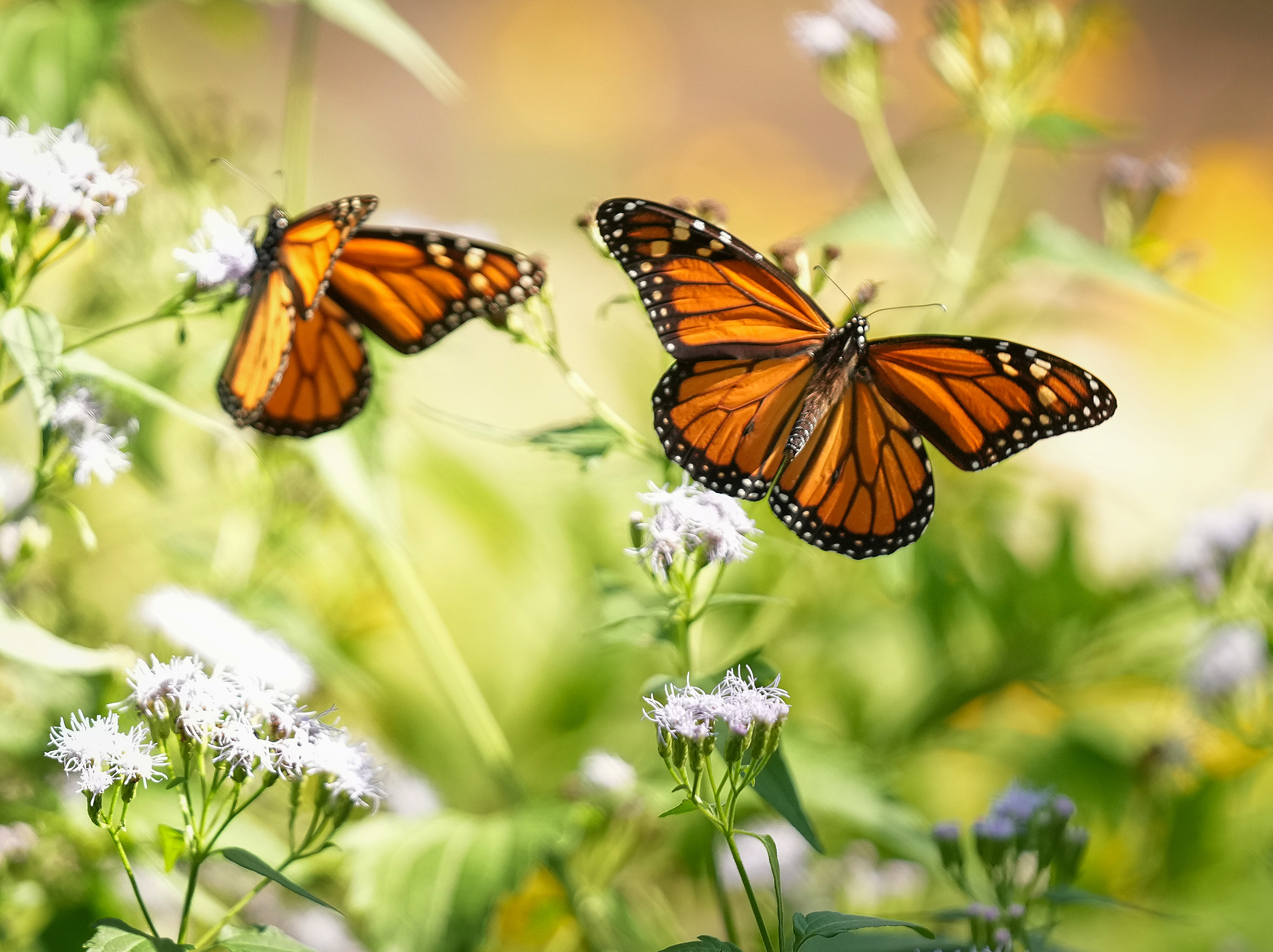 Scientists finally have something hopeful to tell us about monarch butterflies