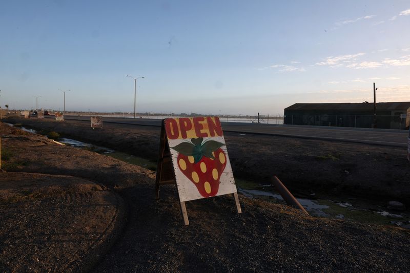 In California strawberry fields, immigration raids sow fear
