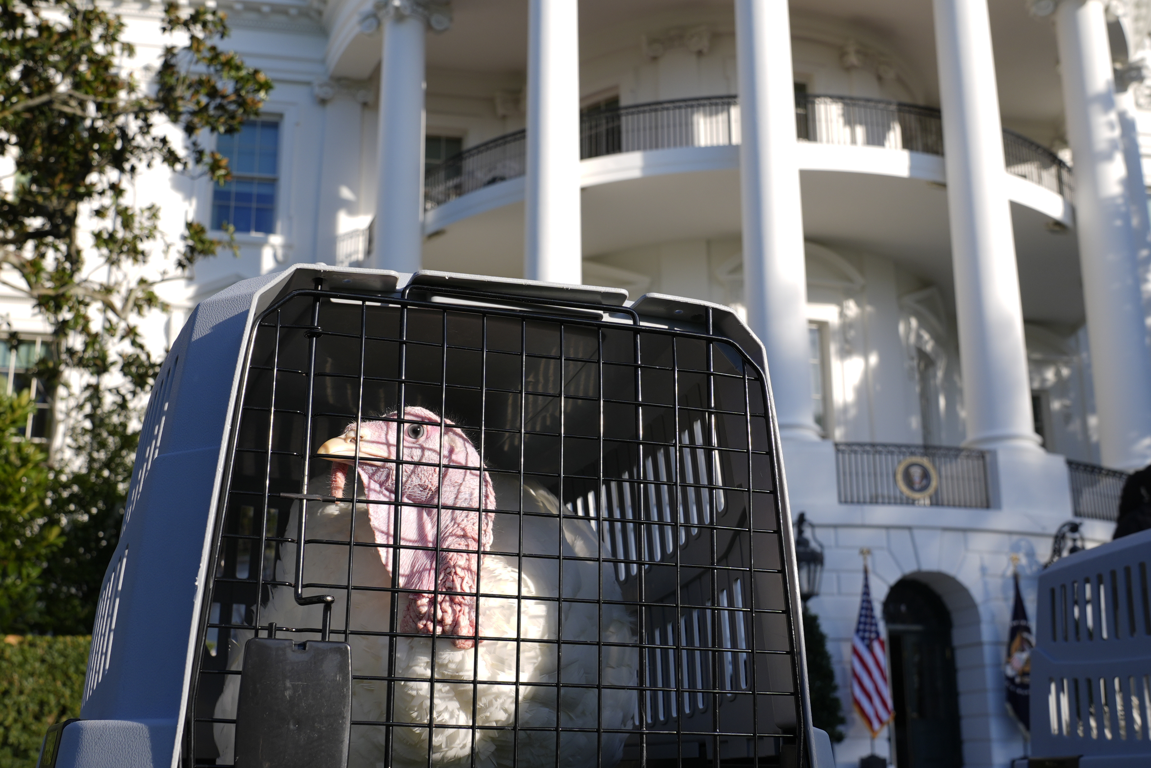 8 million turkeys will be thrown in the trash this Thanksgiving