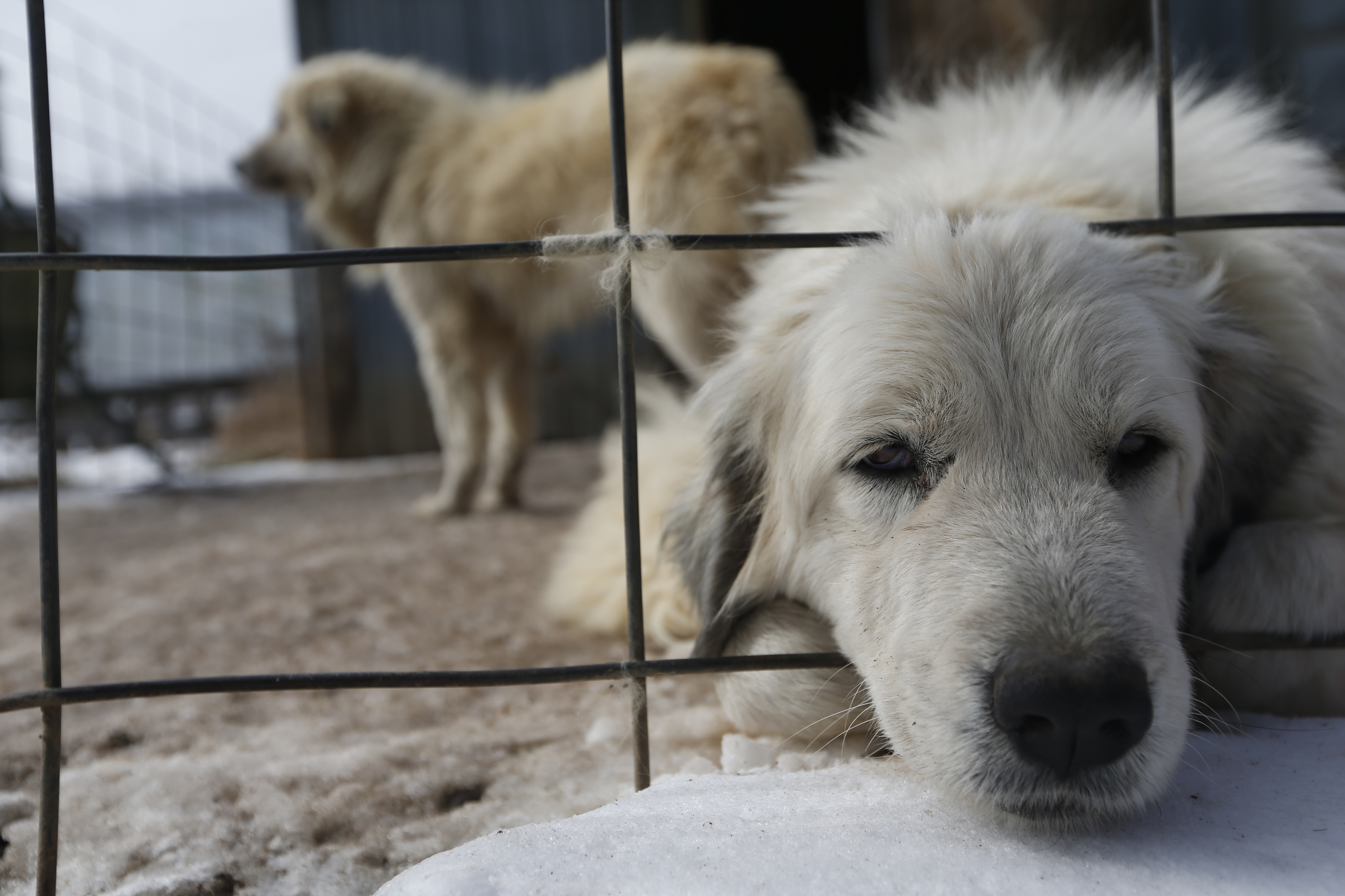 American voters support animal welfare — and MAGA is seizing on it