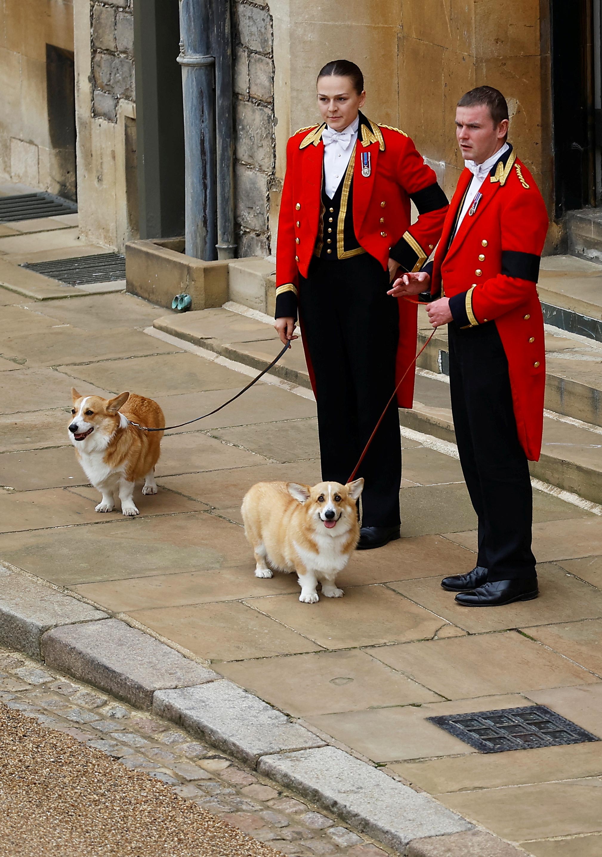 King Charles Wants Queen Elizabeth's Dogs After Andrew Loses Title: Report