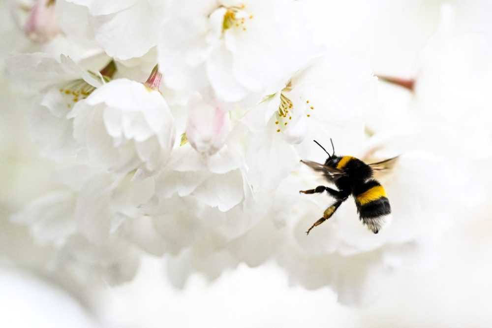 The Best Outdoor Plants for Keeping Mosquitoes and Pests Away