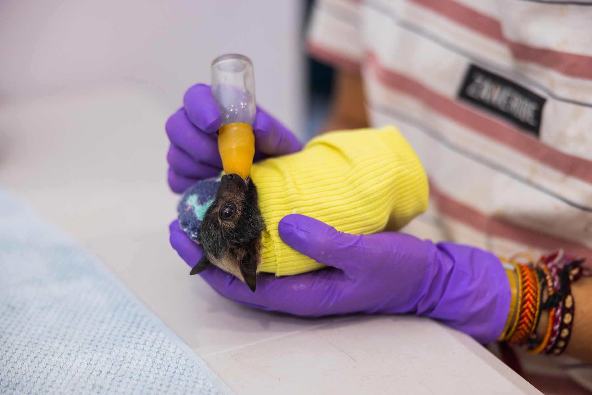 Meet the unbearably cute patients at this one-of-a-kind hospital for bats