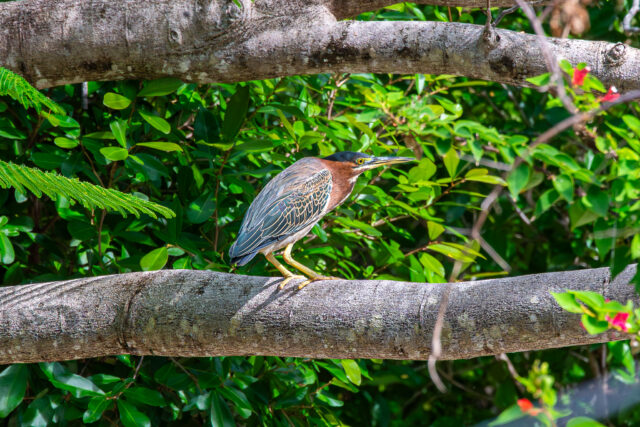 TCI Birds at Kokomo Botanical Resort in Provo