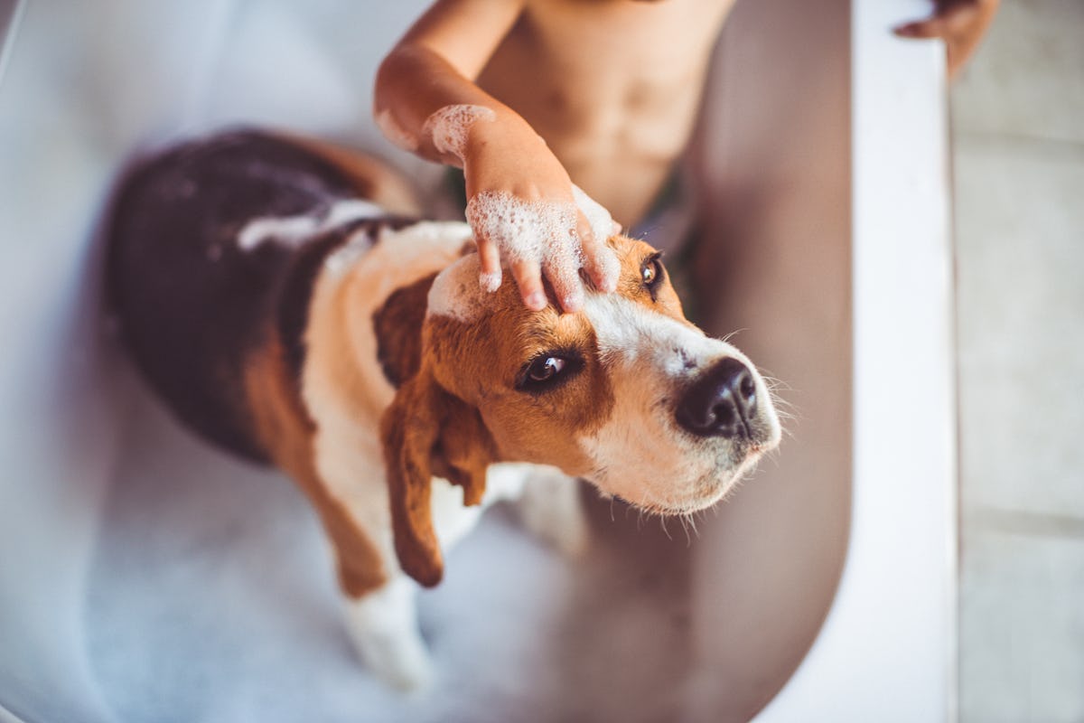 How Often Should You Bathe Your Dog? The Hygiene Routine To Start This Spring