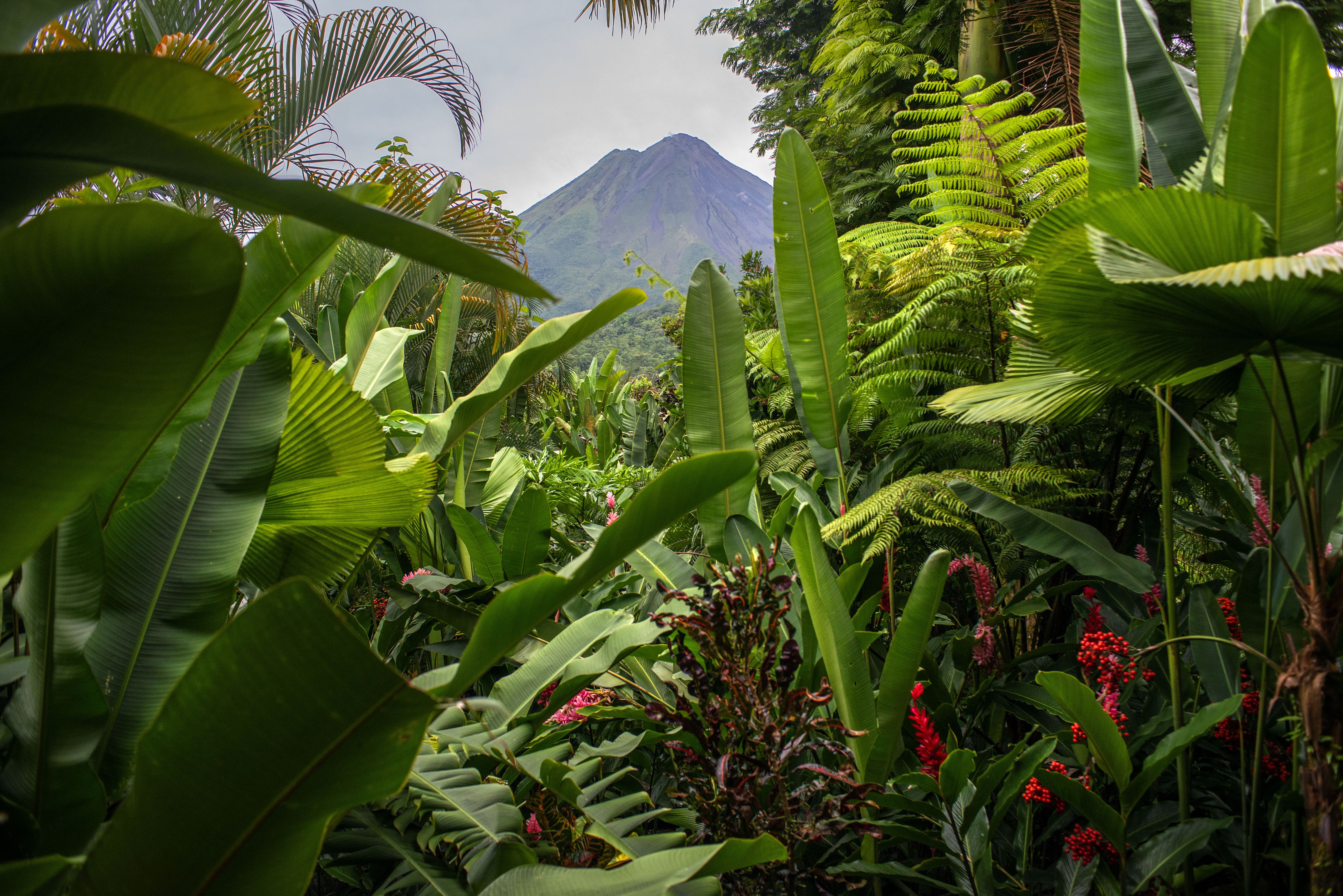 The world’s rainforests are vanishing. In this one country, they’re growing back.