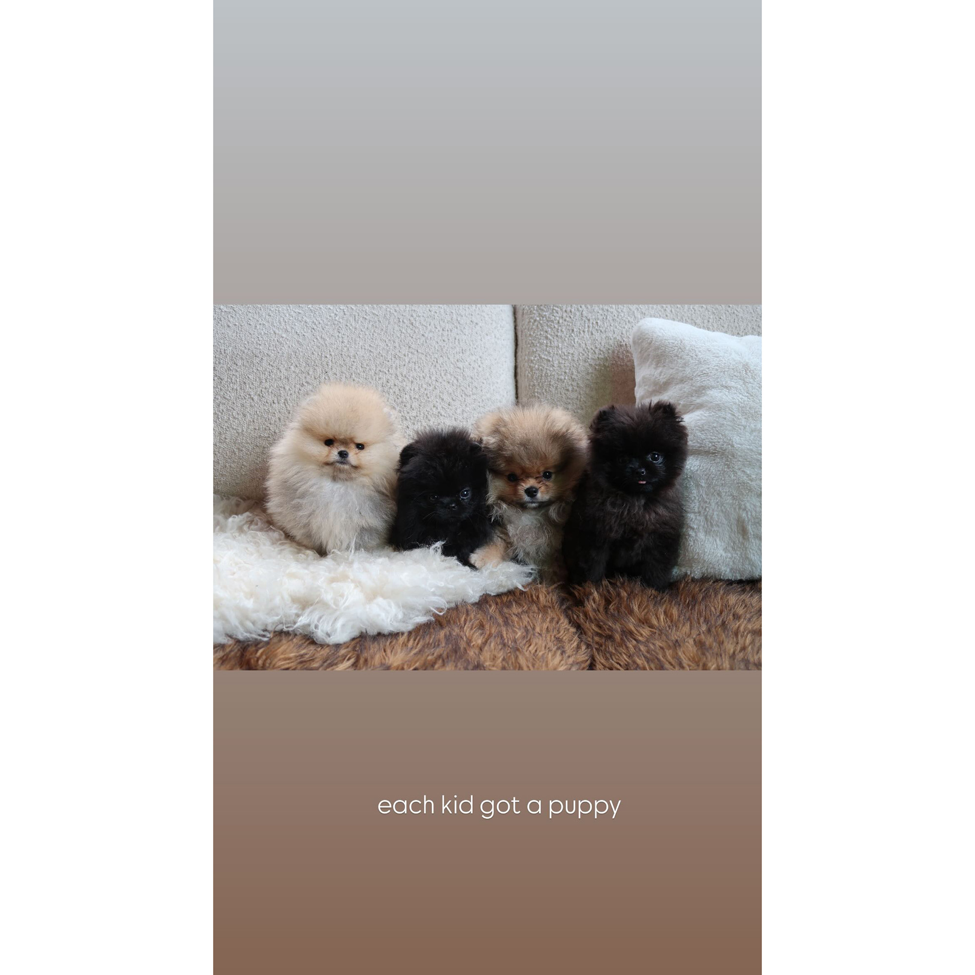 Kim Kardashian Expands Her Family on Christmas Day With 4 New Puppies
