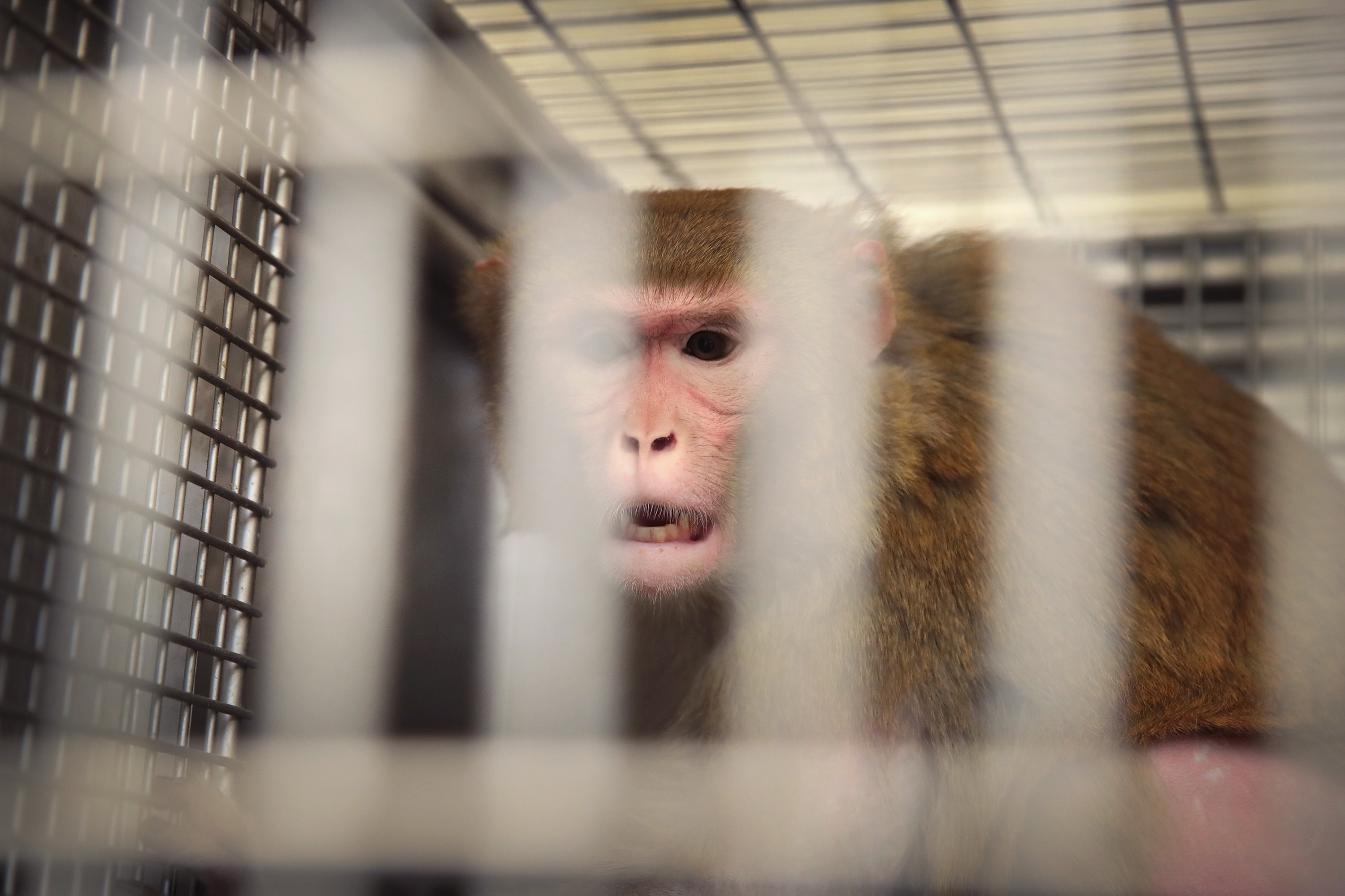 Animal abusers are getting let off the hook. Trump and his Supreme Court are partially to blame.