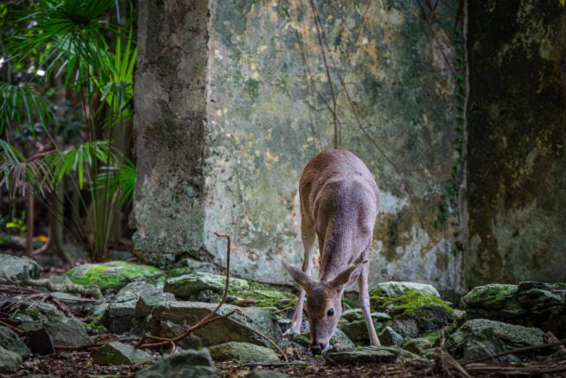Hiking the Cinnamon Bay Nature Loop, St. John
